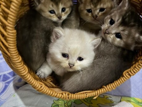 Qızılı şinşilla pişiyi Qızılı şinşilla pişiyi