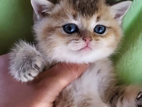 Золотая Шиншилла 