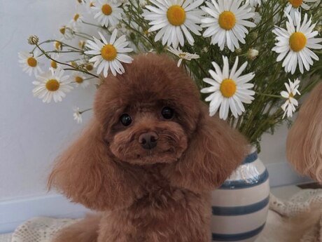 Toy pudel  cütləşdirmək üçün 