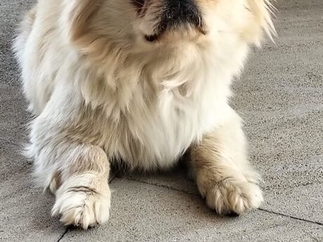 Pekines