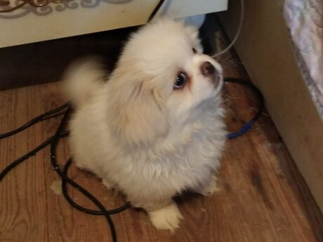 Pekines balaları 