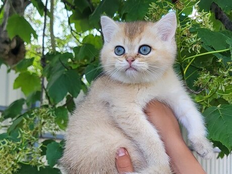 Золотистые шиншиллы