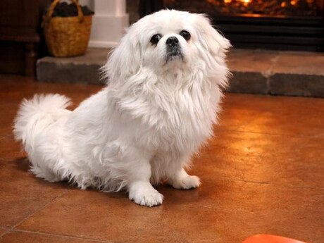 Pekines