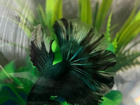 Black orchid betta ( halfmoon betta)
