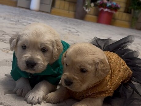 Labrador Retriver balaları
