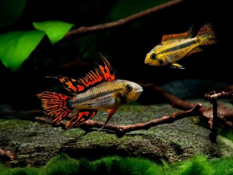 Apistogramma Cocotoides 