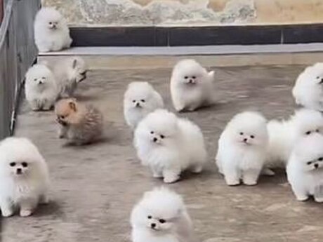 Micro Pomeran Boo balaları Micro Pomeran Boo balaları