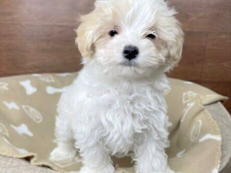 F1 Maltipoo balası