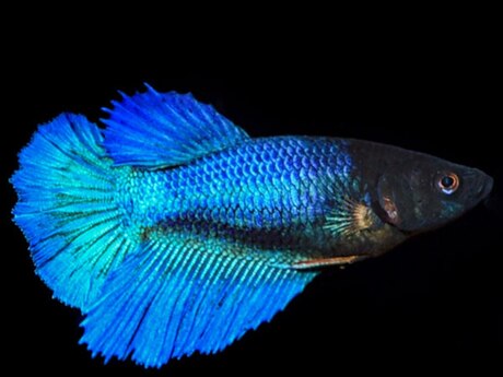 Halfmoon betta balığı