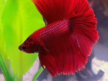 Halfmoon betta balığı