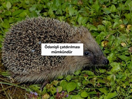 Kirpi Kirpi