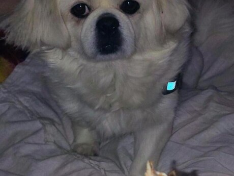 Pekines 