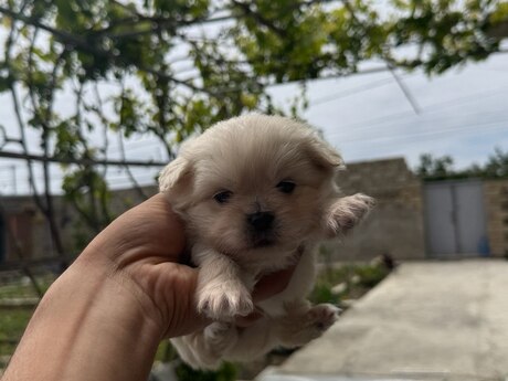Pekines balaları