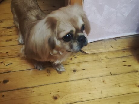Pekines 