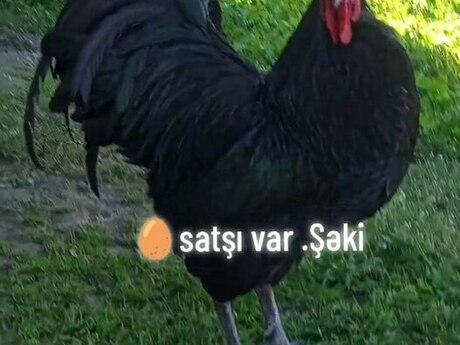 Mayalı avstralorp yumurtası