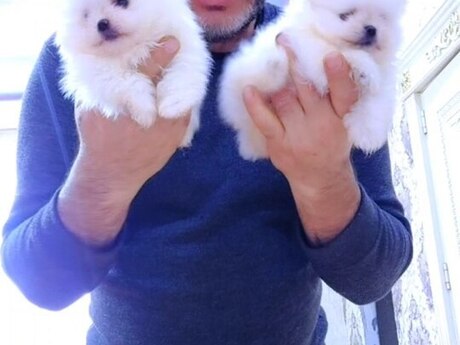 Pekines balaları