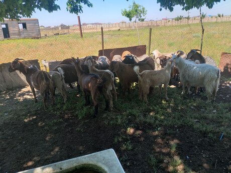 Qoyunlar və keçilər