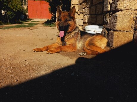 Alman ovçarkası