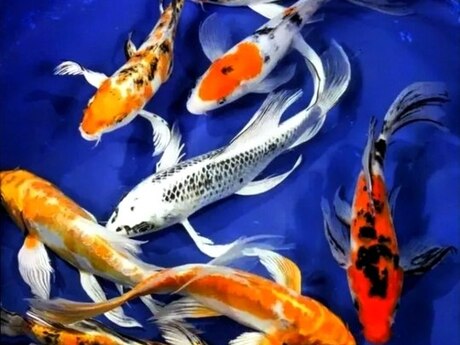 Koi balıqları 