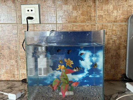 Akvarium və balıqlar Akvarium və balıqlar