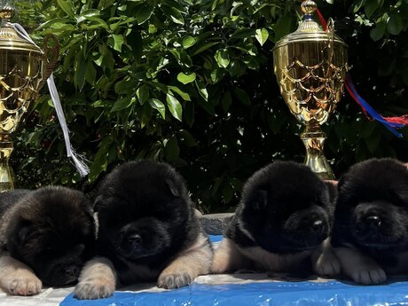 Amerikan Akita