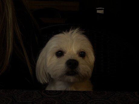 Maltipoo F2