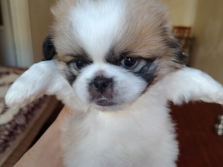 Pekines balaları 