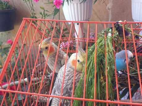 Korella tutuquşuları Korella tutuquşuları
