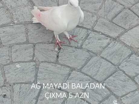Göyərçinlər
