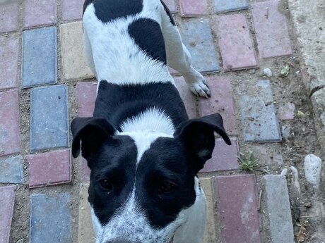 Amerikan stafı
