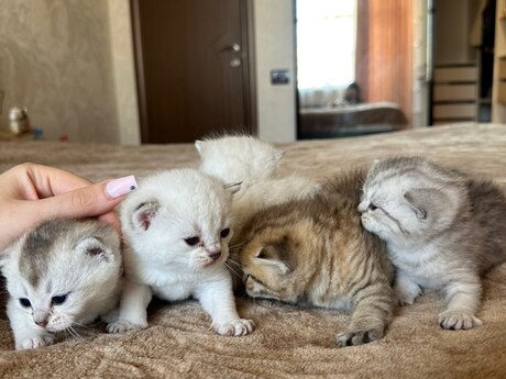 Şinşilla pişiyi balası Şinşilla pişiyi balası