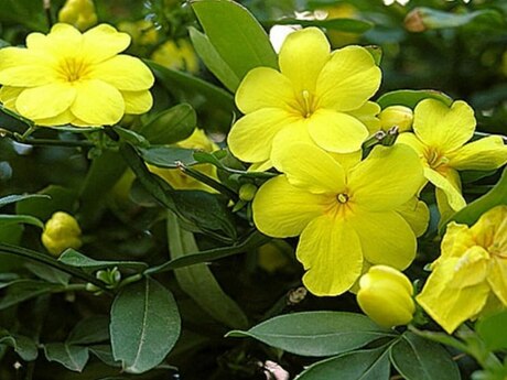 Jasmin Jasmin