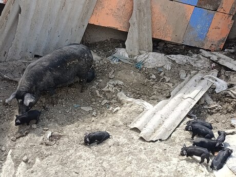 Donuz və balaları