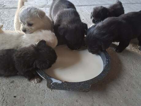 Pekines balaları