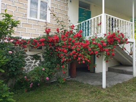 Bağ evi, Zaqatala r.