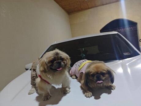 Pekines
