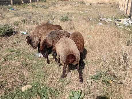 Qala qoyunları