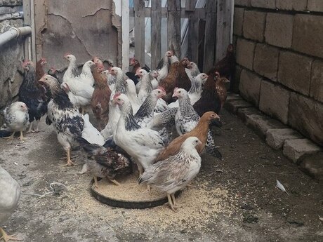 Çolpalar