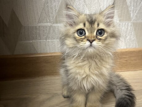 Şinşilla pişiyi balası 