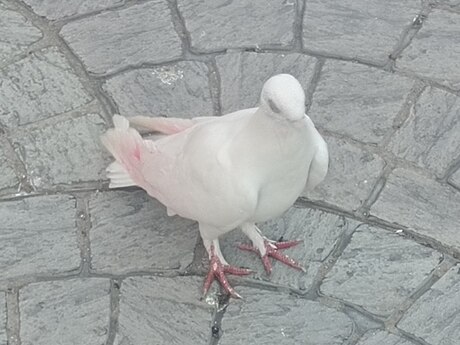 Göyərçinlər