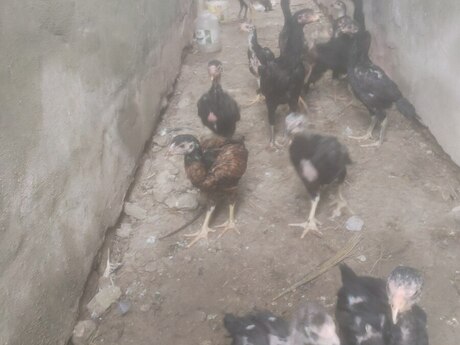 Heyratı cücələri 