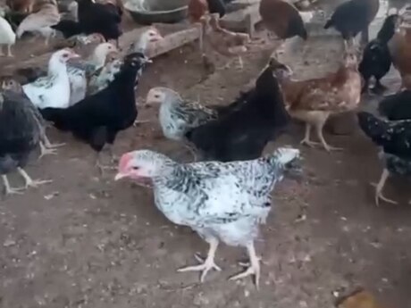 Çolpalar Çolpalar