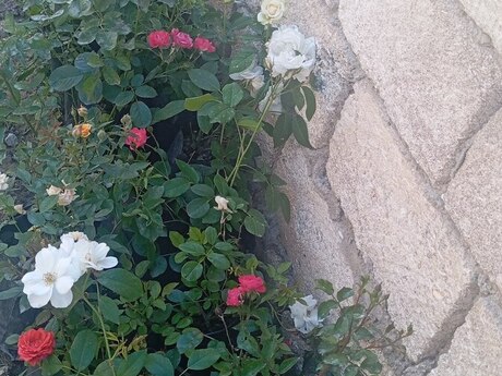 Qıızıl güllər Qıızıl güllər