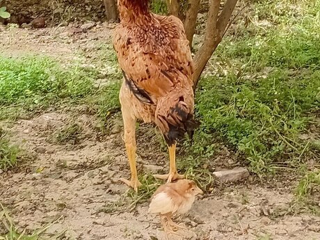 Əfqan heyratısı