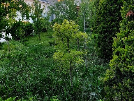 5 otaq · 170 m² · 1/1 mərtəbə, Nardaran