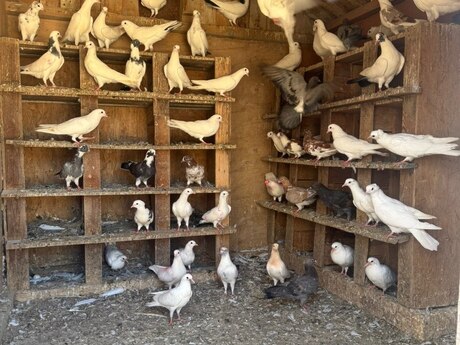 Göyərçin balaları Göyərçin balaları