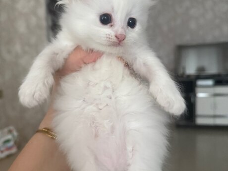 Şinşilla pişiyi balası