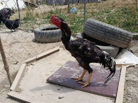 Heyratı fərə