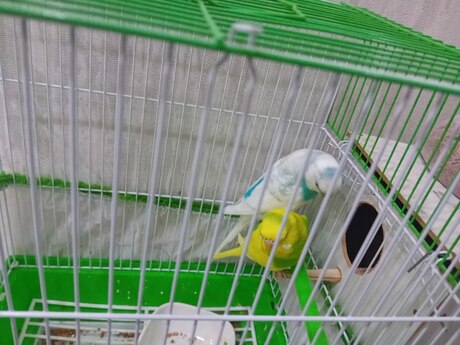 Tutuquşular
