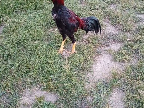 Heyratı fərəsi